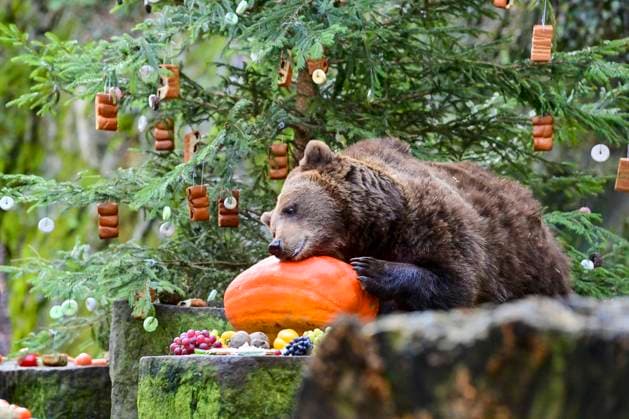 Bilder des Jahres 2023, Entertainment 12 Dezember Entertainment Themen der Woche KW51 Entertainment Bilder des Tages Traditional Bear Christmas took place at Medvedarium (bear enclosure) at Cesky Krumlov Castle and Chateau, Czech Republic, on December 24, 2023. In the moat where the three bears live, Jan Cerny, a bear breeder, and his friends prepared Christmas trees, which they decorated with various delicacies. They then put more food in other places in the enclosure. People could watch the oldest bear, Maria Theresa, and the younger ones, Vilem and Polyxena. For the second year, the Schwarzenberg Grenadier Guard of Honour supervised the Christmas feeding. (CTKxPhoto VaclavxPancer) CTKPhotoP2023122402792  CTKPhotoP2023122402792