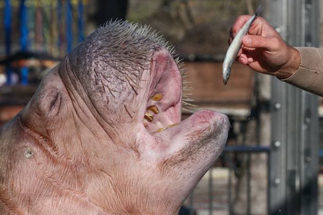 Entertainment Themen der Woche KW52 Entertainment Bilder des Tages RUSSIA, REPUBLIC OF CRIMEA - DECEMBER 28, 2023: Feeding a walrus named Saltan (the first one in Crimea) in a miniature park in Bakhchisarai; it is the biggest walrus kept in Russian zoos. Sergei Malgavko TASS  66076596