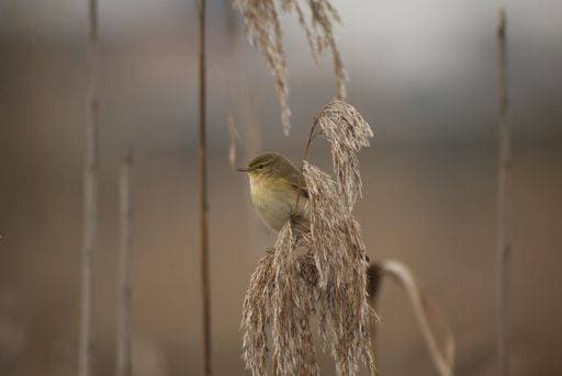 Small insectivorous bird of uniform ocher tones. It is a long-distance migrant. It lives in areas of marshy vegetation of rivers, etc. 541777 RECORD DATE NOT STATED