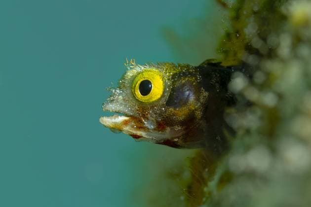 Close-up shot of a blenny fish peeking out from a coral reef with clear focus on its distinctive yellow eye. Model Released ArturoVigil_ID17625_533431_121 Copyright: xArturoxVigilx