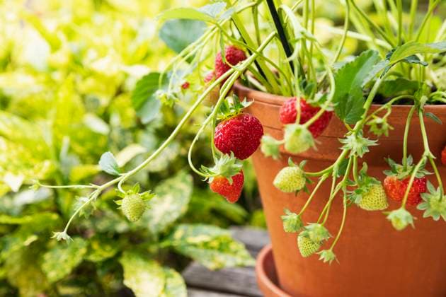 Strawberries cultivated in terracotta pot, GWF07948