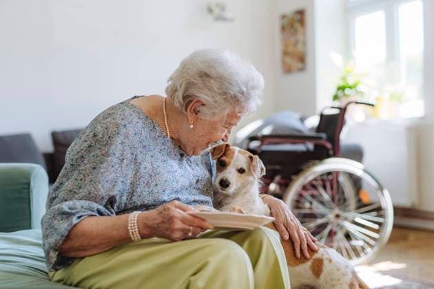 Happy senior woman holding plate of food and stroking dog at home model released, Symbolfoto property released, HAPF03298