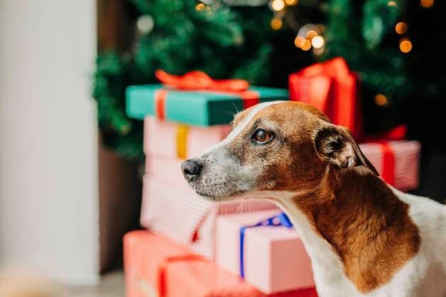 Jack Russell Terrier dog near gift boxes on Christmas at home property released, VSNF01485