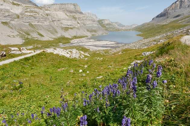 Blauer Eisenhut mit Daubensee und Gebirge im Hintergrund. Gemmipass, Leukerbad, Wallis, Schweiz *** Blue Eisenhut with Dauben lake and Mountains at Background Gemmi Pass, Leukerbad, Wallis, Switzerland 1082502326