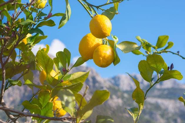  Reife Zitronen (Citrus × limon) an einem Baum, Zitronenbaum mit grünen Blättern und Blütenknospen vor einem blauen Himmel, Berge im Hintergrund, Tal von Soller, Biniaraix, Mallorca, Spanien, Europa *** mature Lemons Citrus × Limon to a Tree, Lemon tree with Greens Browse and Flower buds before a blue Heaven, Mountains at Background, Valley from Soller, Biniaraix, Majorca, Spain, Europe Copyright: imageBROKER/CarolaxVahldiek ibxcva09967576.jpg