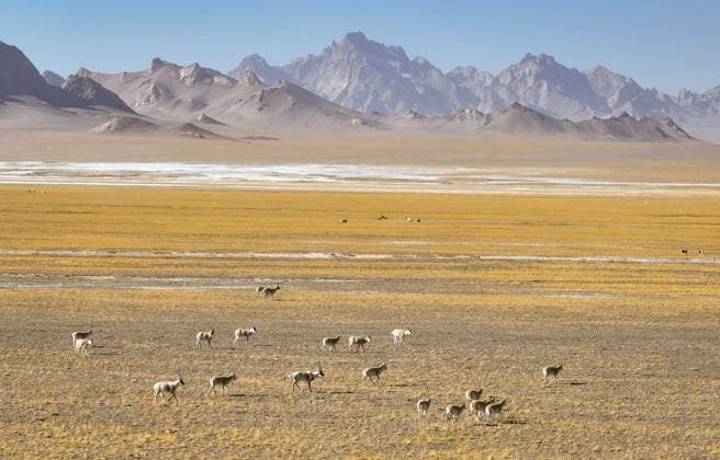 Creative Highlights World (231230) -- URUMQI, Dec. 30, 2023 -- This aerial photo taken on Dec. 19, 2023 shows Tibetan antelopes foraging at the Altun Mountains National Nature Reserve in northwest China s Xinjiang Uygur Autonomous Region. The Altun Mountains National Nature Reserve is a representative of plateau desert ecosystem in China and is home to a wide variety of rare animals. ) CHINA-XINJIANG-ALTUN MOUNTAINS-NATURE RESERVE-SCENERY (CN) LixXiang 