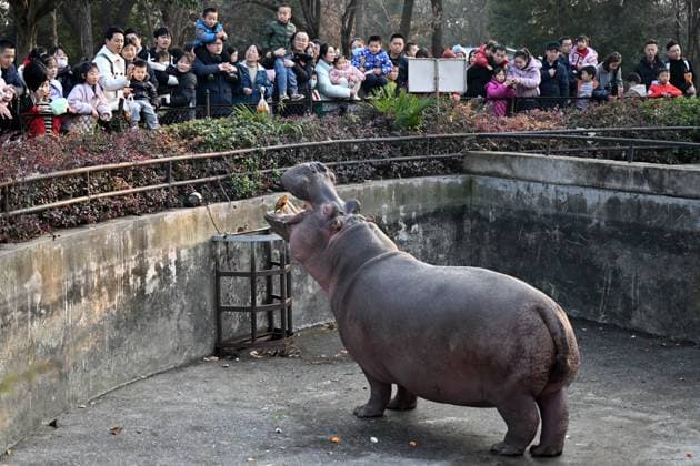 Bilder des Jahres 2023, Entertainment 12 Dezember Entertainment Themen der Woche KW52 News Bilder des Tages (231230) -- HEFEI, Dec. 30, 2023 -- Tourists look at a hippopotamus at the Hefei Wildlife Park in Hefei, east China s Anhui Province, Dec. 30, 2023. The three-day 2024 New Year holiday started on Saturday in China. ) CHINA-NEW YEAR-HOLIDAY (CN) HuangxBohan 