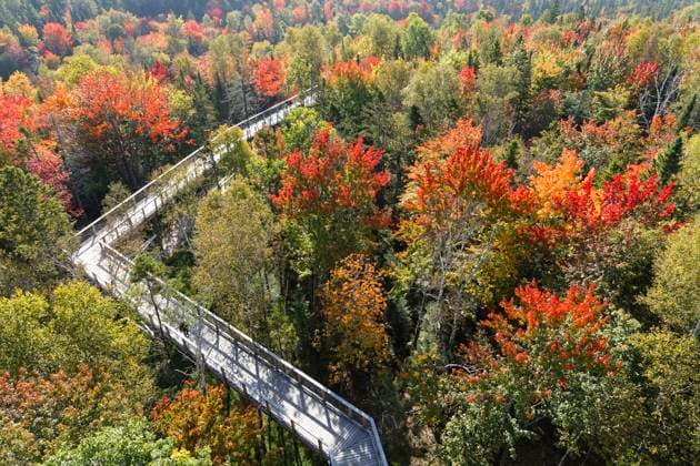 Baumwipfelpfad im Herbst, Saint Faustin, Provinz Quebec, Kanada, Nordamerika *** Baumwipfelpfad at Fall, Saint Faustin, Province Quebec, Canada, North America Copyright: imageBROKER GuentherxSchwermer ibxgsc09982566.jpg RECORD DATE NOT STATED