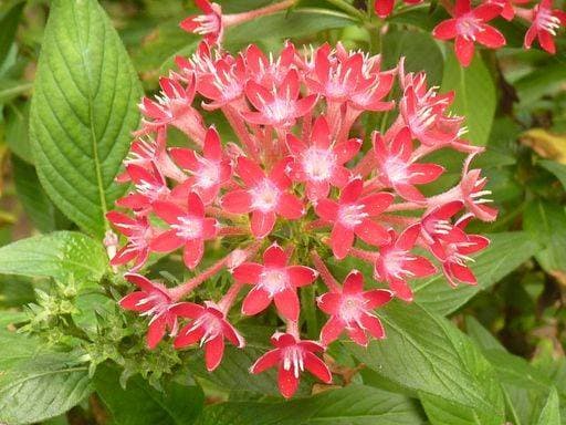 A closeup of beautiful pentas flowers surrounded by greenery 745029 RECORD DATE NOT STATED