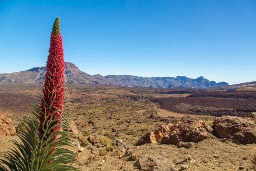 The Tajinaste flower (Echium wildpretii) growing in Teide National park 1037716 RECORD DATE NOT STATED