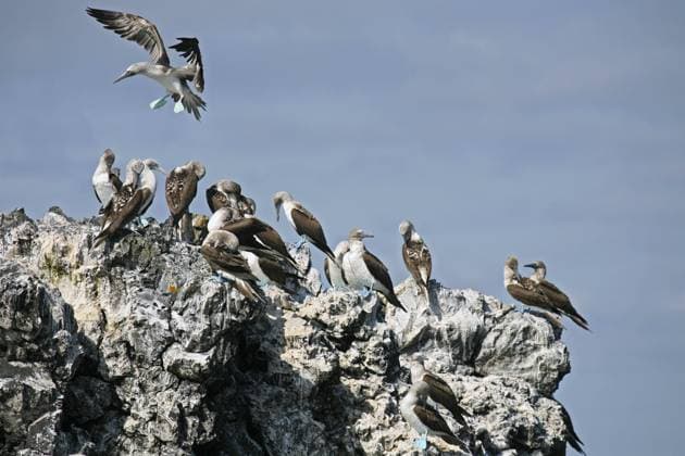 Kolonie des Blaufußtölpels (Sula nebouxii excisa) auf einer Felsklippe, Insel Isabela, Galapagosinseln Ecuador, Lateinamerika *** Colony of Blue-footed Booby Sula nebouxii excisa at a Rocky cliff, Island Isabela, Galapagos Islands Ecuador, Latin America Copyright: imageBROKER alimdix xArterrax xMaricaxvanxderxMeer ibltsm09999505.jpg