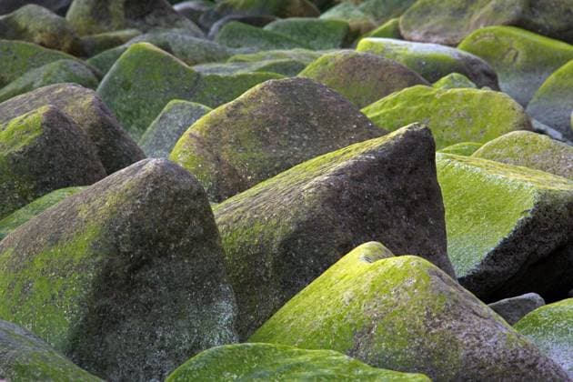 Creative Highlights World Mit Algen bewachsene Felsen an der Küste im Nationalpark Jasmund, Insel Rügen, Vorpommern, Deutschland, Europa *** with Algae overgrown Rocks to the Coast at National Park Jasmund, Island Rügen, Western Pomerania, Germany, Europe Copyright: imageBROKER/alimdix/xArterrax/xSven-ErikxArndt ibltsm09999815.jpg