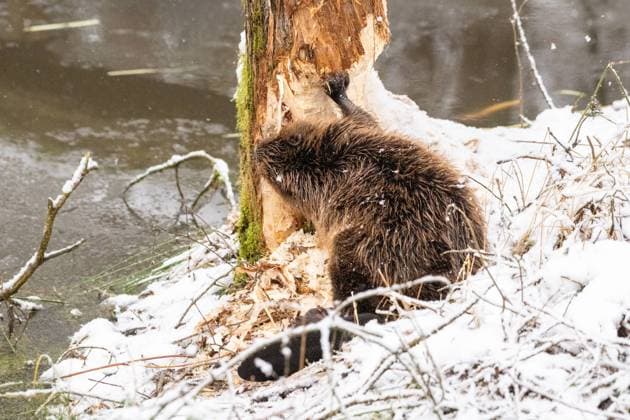 Biber im Winter am Weiher Biber am, im Waldweiher Biber im Winter, Weiher *** Beaver in winter at the pond Beaver at, in the forest pond Beaver in winter, pond