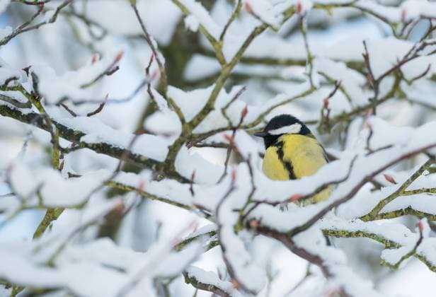  Eine Kohlmeise (Parus major) sitzt aufgeplustert bei Frost auf Zweig und schaut nach links, verschneites Geäst einer Kupfer-Felsenbirne (Amelanchier lamarckii) im Winter, Äste, Knospen, Niedersachsen, Deutschland, Europa *** a Kohlmeise Parus Major sits aufgeplustert at Frost at Branch and looks to left, Verschneites Geäst a Copper Rock pear Amelanchier lamarckii at Winter, Branches, Buds, Lower Saxony, Germany, Europe Copyright: imageBROKER/CarolaxVahldiek ibxcva09992749.jpg