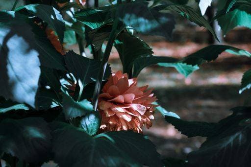 A selective focus shot of dahlia autumn fairy surrounded by greenery 1088535 RECORD DATE NOT STATED