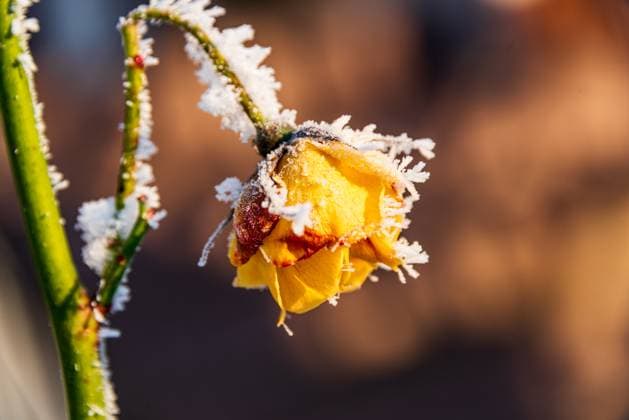 Eingefrorene Rosenblüte im Winter mit Eiskristallen und Rauhreif bedeckt *** Frozen rose blossom covered with ice crystals and hoarfrost in winter