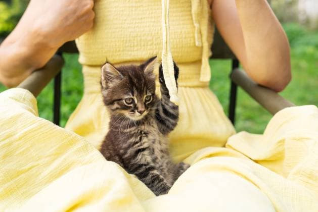 Creative Highlights Symbolbilder A small funny charming kitten plays with a girl on the street with a small cord. Outdoor recreation. A small funny charming kitten plays with a girl on the street with a small cord. Outdoor recreation ,model released, Symbolfoto Copyright: xZoonar.com SergiyxArtsabax 20750477 ,model released, Symbolfoto ,property released