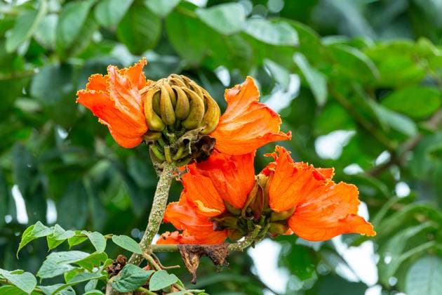 Spathodea campanulata, Spathodea is a genus in the plant family Bignoniaceae. Costa Rica Spathodea campanulata, flowering tree, Spathodea is a genus in the plant family Bignoniaceae. Costa Rica Copyright: xZoonar.com ARTUSHx 20770978