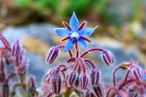 A soft focus of a blue Starflower or Borage (Borago officinalis) flowers and buds at a meadow 829769 RECORD DATE NOT STATED