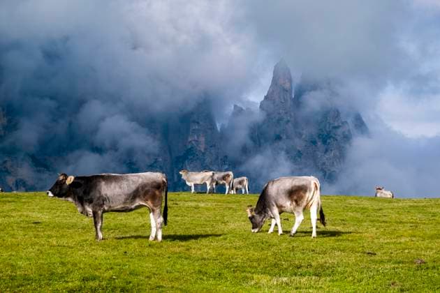 Hilly agricultural countryside with cows grazing at Seiser Alm, Alpe di Siusi, the mountain Schlern, Sciliar, covered in clouds in the distance. Kastelruth Trentino-Alto Adige Italy FB_2023_2788