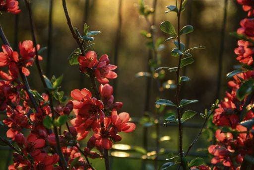 A selective focus shot of Japanese quince flowers 1400347 RECORD DATE NOT STATED
