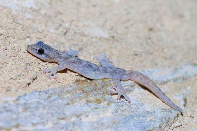 Europaeischer Blattfingergecko (Phyllodactylus europaeus, Euleptes europaea), auf sandigem trockenen Boden, Seitenansicht, Frankreich, Port-Cros European leaf-toed gecko (Phyllodactylus europaeus, Euleptes europaea), on sandy dry ground, side view, France, Port-Cros BLWS700658 *** european leaf gecko Phyllodactylus europaeus, Euleptes Europaea , at sandy Dry Floor, Side view, France, Port Cros European Leaf toed Gecko Phyllodactylus europaeus, Euleptes Europaea , ON Sandy Dry ground, Side view, France, Port Cros BLWS700658 Copyright: xblickwinkel AGAMI N.xBastidex