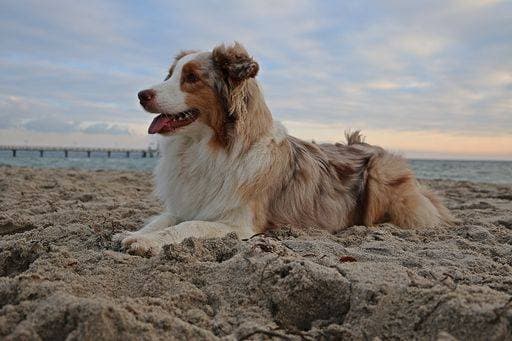 A beautiful Australian shepherd lying on the sand at the beach on a summer day 1507013 RECORD DATE NOT STATED