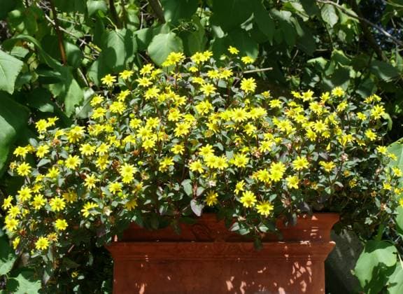 Sanvitalia procumbens, Husarenknöpfchen im Terracotta-Kasten Copyright: xZoonar.com PeterxHimmelhuberx 895319