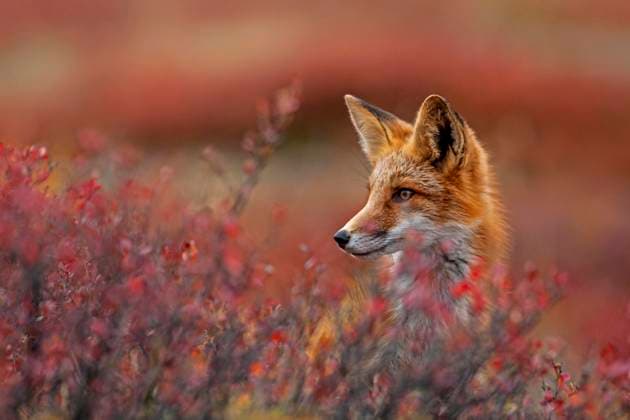 Rotfuchs (Vulpes vulpes) in herbstlicher Tundra, Porträt, Dempster Highway, Yukon Territory, Kanada, Nordamerika *** Rotfuchs Vulpes Vulpes in Herbstlicher Tundra, Portrait, Dempster Highway, Yukon Territory, Canada, North America Copyright: imageBROKER MartinaxMelzer ibxmmm09980702.jpg