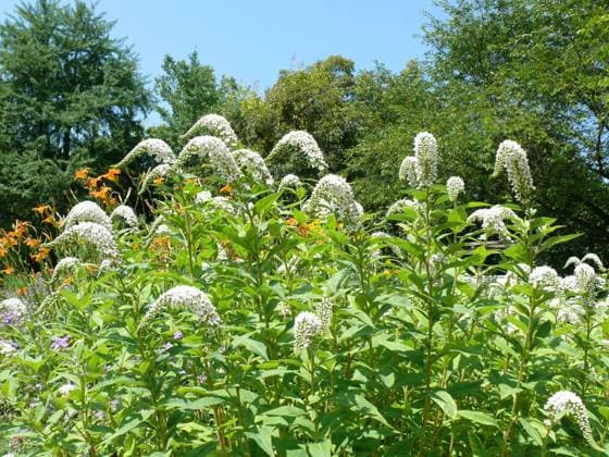 Lysimachia clethroides, Schneegilbweiderich, gooseneck loosestrife Blütentrauben Copyright: xZoonar.com PeterxHimmelhuberx 2187547