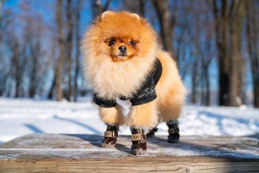 A fluffy and cute German Spitz Klein puppy on the bench in the snow-covered park 1729351