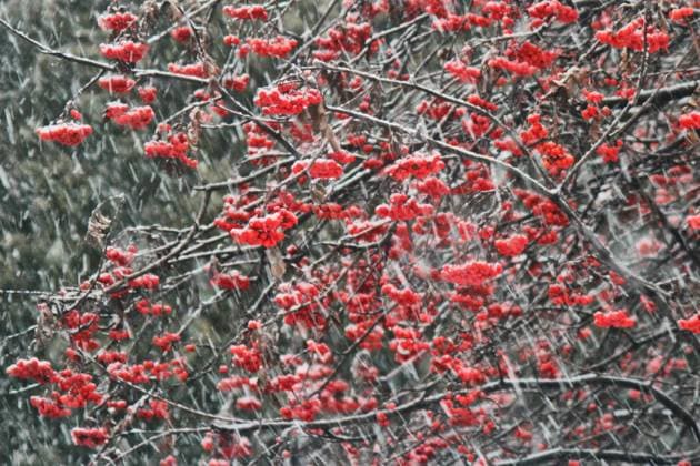 Toronto Gets Hit By Winter Snowstorm Red berries are hanging on a tree amidst a snowstorm in Toronto, Ontario, Canada, on January 9, 2024. The storm is currently dropping between 10-15 centimeters of snow across the Greater Toronto Area and is expected to transition to rain in the evening. Toronto Canada  Copyright: xCreativexTouchxImagingxLtdx originalFilename: friedman-torontog240109_npHzM.jpg