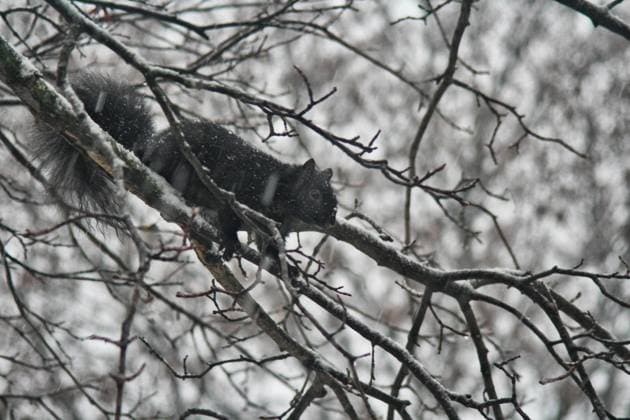 Toronto Gets Hit By Winter Snowstorm A black squirrel is sitting on a branch while snow is falling in Toronto, Ontario, Canada, on January 9, 2024. The storm is expected to drop between 10-15 centimeters of snow across the Greater Toronto Area before transitioning to rain in the evening. Toronto Canada  Copyright: xCreativexTouchxImagingxLtdx originalFilename: friedman-torontog240109_npjfC.jpg