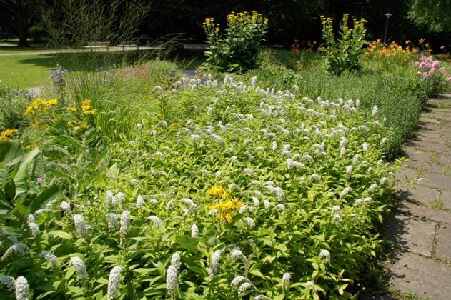 Lysimachia clethroides, Schnee-Gilbweiderich, Gooseneck loosestrife blühende Staude Copyright: xZoonar.com PeterxHimmelhuberx 2687800