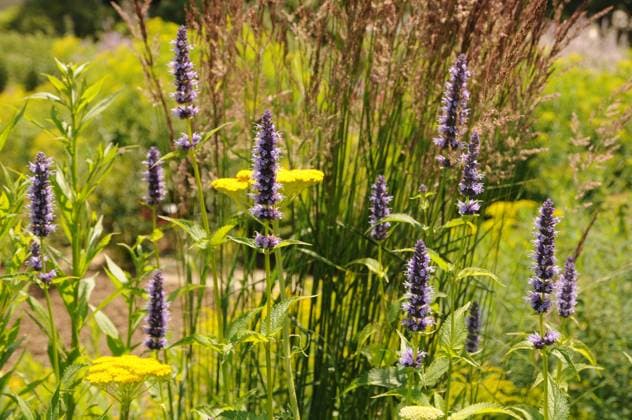 Agastache Black Adder, Duftnessel, Korean mint blühende Staude Copyright: xZoonar.com PeterxHimmelhuberx 3641061