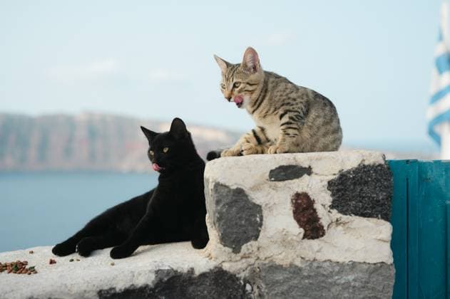 Two cats simultaneously licking their lips while sitting on brick wall Oia, Greece R_AKAO240109C-1315896-01