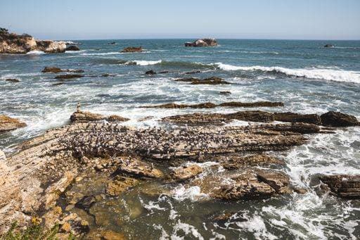 Creative Highlights World A beautiful view of California gulls on rock formations at Pismo Beach 1880665 RECORD DATE NOT STATED