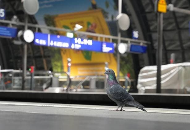 News Themen der Woche KW02 News Bilder des Tages (240110) -- BERLIN, Jan. 10, 2024 -- A pigeon is seen at a platform of Berlin Central Train Station in Berlin, Germany, Jan. 10, 2024. Train drivers in Germany went on strike for three days starting from Wednesday, severely restricting passenger transport across the country. Meanwhile, freight trains have been at a standstill since Tuesday night. (Photo by Xinhua) GERMANY-BERLIN-TRAIN SERVICES-STRIKE StefanxZeitz 