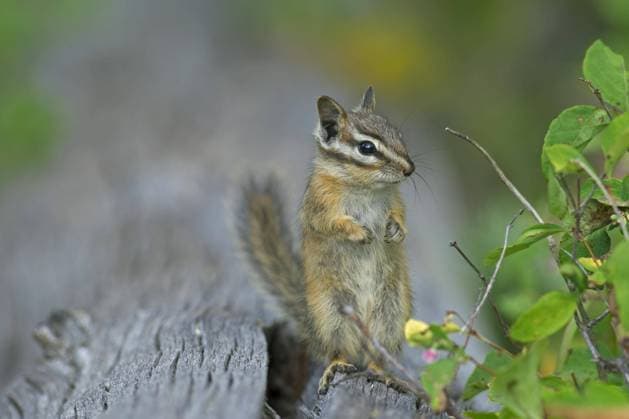 Kleines Streifenhörnchen (Tamias minimus, Neotamias minimus), aufrecht stehend, Vorkommen in Nordamerika *** Little one chipmunks Tamias minimus, neotamias minimus , upright standing, Occurrence in North America Copyright: imageBROKER alimdix xArterrax xSven-ErikxArndt ibltsm10039860.jpg