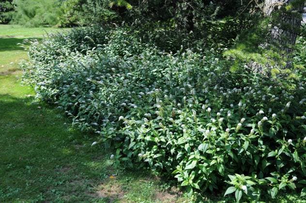 Lysimachia clethroides, Schnee-Gilbweiderich Lysimachia clethroides, Schnee-Gilbweiderich, Gooseneck loosestrife Copyright: xZoonar.com PeterxHimmelhuberx 6150202