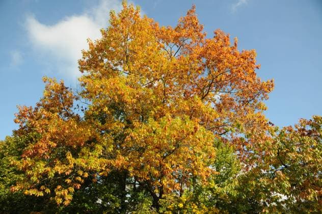 Quercus rubra, Amerikanische Roteiche Quercus rubra, Amerikanische Roteiche, American red oak, Herbstfärbung Copyright: xZoonar.com PeterxHimmelhuberx 6453727