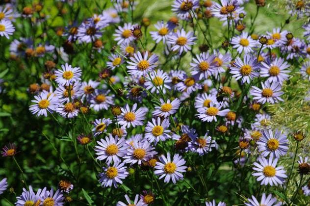 Kalimeris mongolica Antonia Kalimeris mongolica Antonia, Mongolische Schönaster, Mauve michaelmas daisy Copyright: xZoonar.com PeterxHimmelhuberx 7431387