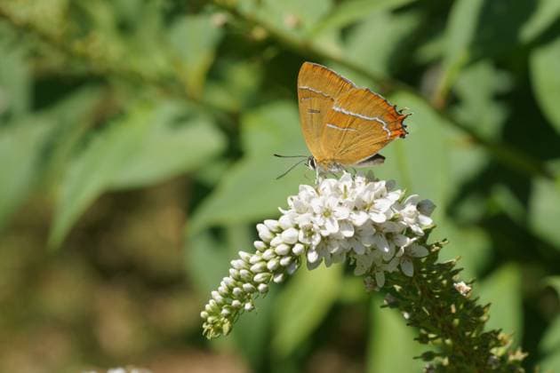 Lysimachia clethroides, Schnee-Felberich Lysimachia clethroides, Schnee-Felberich, Gooseneck loosestrife mit Thecla betulae, Nierenfleck, Brown hairstreak Copyright: xZoonar.com PeterxHimmelhuberx 7532521