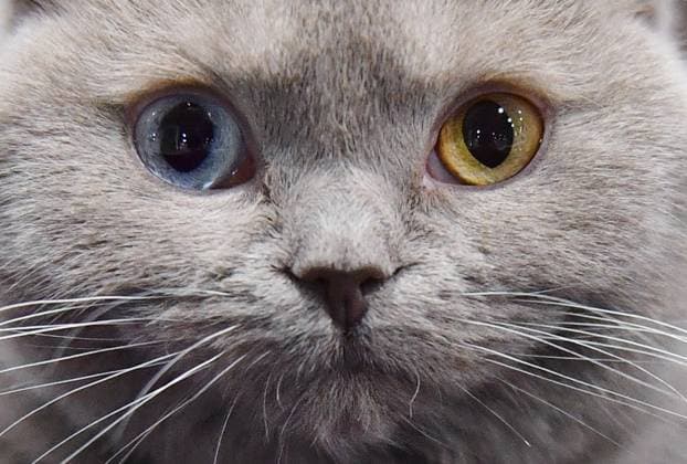 Russia Cat Show 8597910 13.01.2024 A British Shorthair cat is seen during the CoShariki show of cats in Moscow, Russia. Natalia Seliverstova Sputnik Moscow Russia  Copyright: xNataliaxSeliverstovax