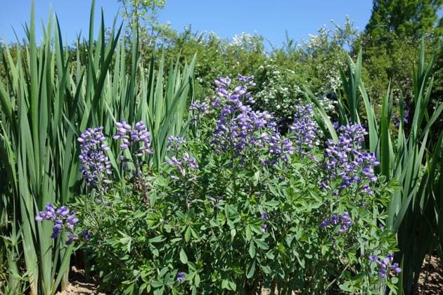 Baptisia australis, Indigolupine, Wild Indigo Baptisia australis, Indigolupine, Wild Indigo Copyright: xZoonar.com PeterxHimmelhuberx 10821084