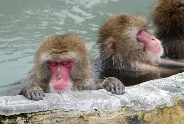 Bilder des Jahres 2024, Entertainment 01 Januar Entertainment Themen der Woche KW02 Entertainment Bilder des Tages Japanese monkeys in hot spring Japanese monkeys soak in an open-air hot spring at the Hakodate Tropical Botanical Garden in Hakodate in Hokkaido, northern Japan, on Jan. 14, 2024. Visitors can watch monkeys dipping in the bath until early May.  A14AA0002323947P