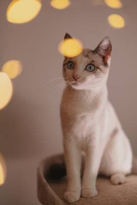 beautiful Bengal domestic cat with bright eyes. Christmas at home Mainz, Rhineland-Palatinate, Germany R_ZQTX240110-1318655-01