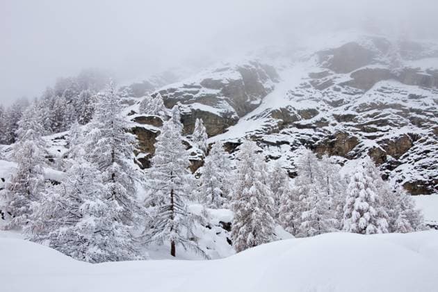 Lärchen im Schnee im Winter im Gebirgstal des Nationalparks Gran Paradiso, Aostatal, Italien, Europa *** Larches at Snow at Winter at Gebirgstal of National Parks Gran Paradiso, Aosta Valley, Italy, Europe Copyright: imageBROKER alimdix xArterrax xSven-ErikxArndt ibltsm10062210.jpg