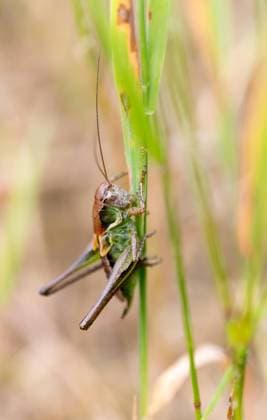  Roesels Beißschrecke (Metrioptera roeselii), Weibchen, Heuschrecke sitzt an einem Grashalm, Nahaufnahme, Makroaufnahme, Niedersachsen, Deutschland, Europa *** Roesels Beißschrecke Metrioptera roeselii , Females, Locust sits to a Blade of grass, Close-up, Macro shot, Lower Saxony, Germany, Europe Copyright: imageBROKER/CarolaxVahldiek ibxcva10061911.jpg