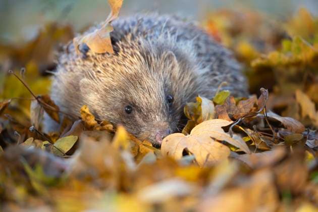 IMAGO Creative: Jahreszeit Herbst, Igel beziehen Winterquartier Braunbrustigel (Erinaceus europaeus) inmitten gefallener Herbstblätter, Suffolk, England, Großbritannien, Europa *** Brown-chested hedgehog Erinaceus europaeus in the middle of fallen Autumn leaves, Suffolk, England, Great Britain, Europe Copyright: imageBROKER KevinxSawford ibxksa10056957.jpg